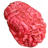 Realistic Life-Sized Bloody Brain