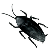 Jumbo Cockroach