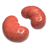 Realistic Silicone Kidneys Prop Pair