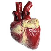 Realistic Silicone Heart Prop