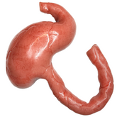 Realistic Silicone Stomach Prop