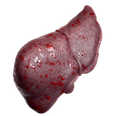 Realistic Silicone Liver Prop