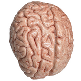 Realistic Gel Filled Silicone Brain Prop