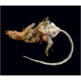 Dead Rotted Rat Prop