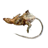 Dead Rotted Rat Prop