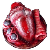 Beef Heart and Eyes Prop