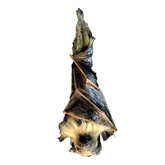 Hanging Bat Static Prop