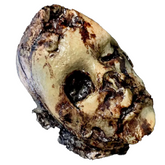 Decomposed Don Fake Human Head Prop