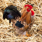 Rooster Farmhouse Prop Decoration