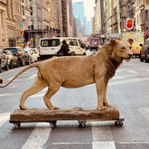 Real Taxidermy Lion Life Size Prop
