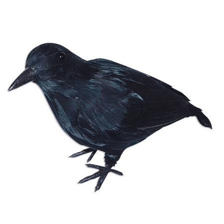 Realistic Crow - Lifesize Wings