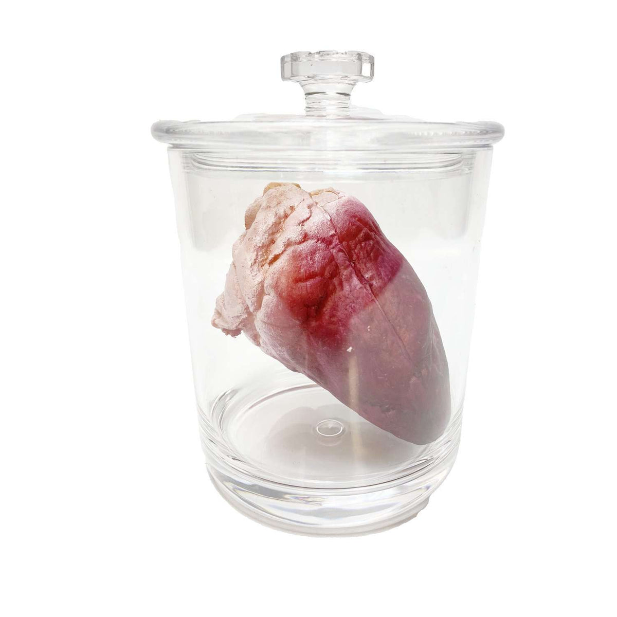 Small Lifelike Heart in a Jar Prop