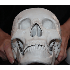 Human Skull Prop