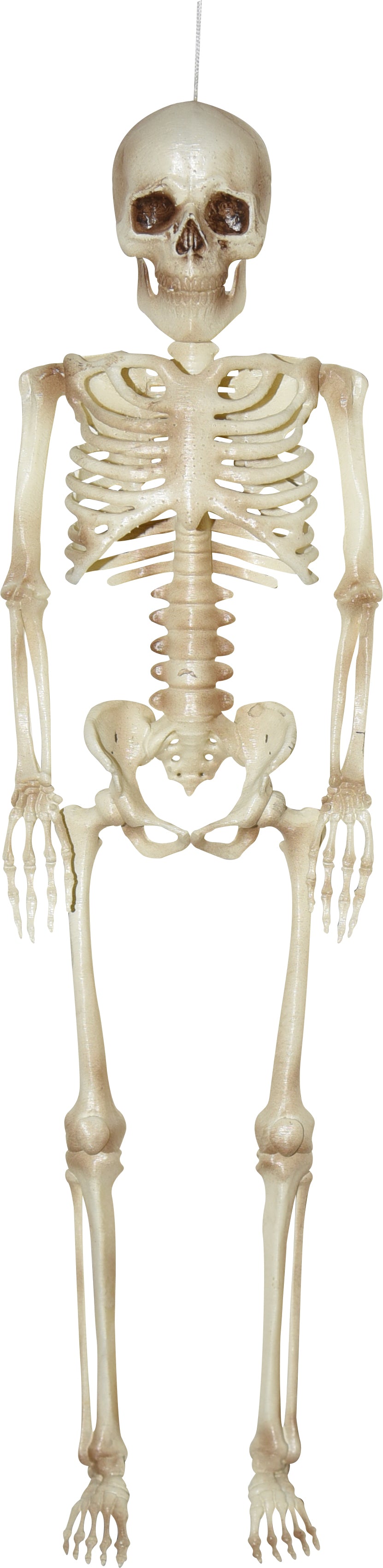 16" Hanging Skeleton