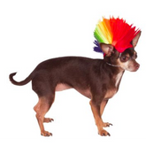 Rainbow Mohawk Wig for Pets