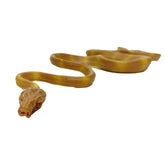 Amazon Tree Boa Specimen Jar