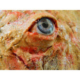 Latex Flesh With Realistic Eye Prop