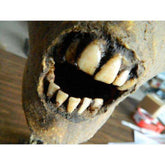 Assorted Resin Loose Teeth