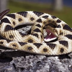 Rattlesnake Prop - Eastern Diamondback