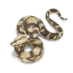 Boa Constrictor - Toy Figurine