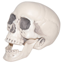 7" Realistic Plastic Skull