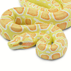 Python Prop - Albino Burmese