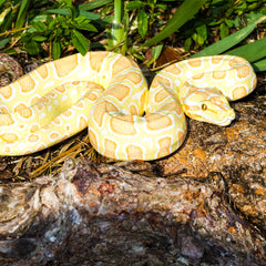 Python Prop - Albino Burmese