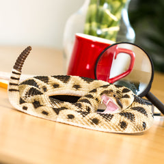 Rattlesnake Prop - Eastern Diamondback