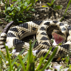 Rattlesnake Prop - Eastern Diamondback