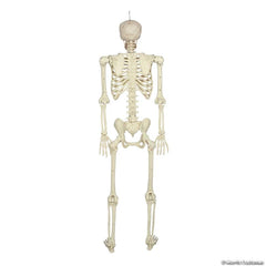 60" POSE-N-STAY Skeleton Decoration
