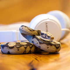 Boa Constrictor - Toy Figurine