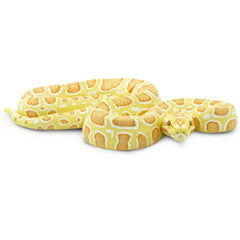 Python Prop - Albino Burmese