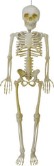 15.7" Hanging Skeleton