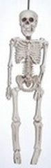 20" Plastic Realistic Skeleton