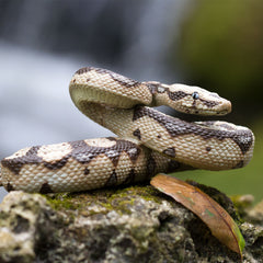 Boa Constrictor - Toy Figurine