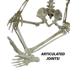 36” Articulated Skeleton