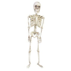36” Articulated Skeleton