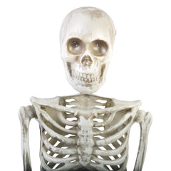 36” Articulated Skeleton