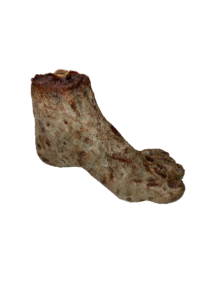 Custom Severed Left Zombie Foot