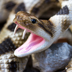 Rattlesnake Prop - Eastern Diamondback