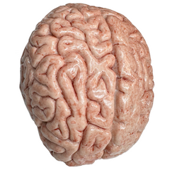 Realistic Gel Filled Silicone Brain Prop