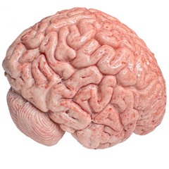 Realistic Gel Filled Silicone Brain Prop