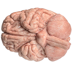 Realistic Gel Filled Silicone Brain Prop