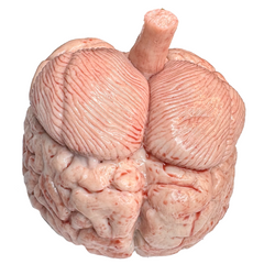 Realistic Gel Filled Silicone Brain Prop