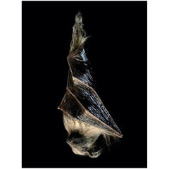 Animatronic Hanging Bat Prop