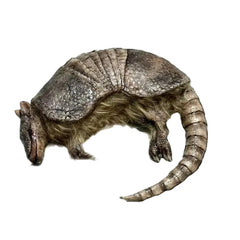 Armadillo Prop