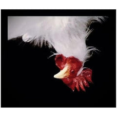 Deluxe Hanging White Chicken Prop