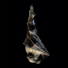 Hanging Bat Static Prop