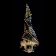 Hanging Bat Static Prop