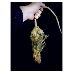 Dead Rotten Rat Prop